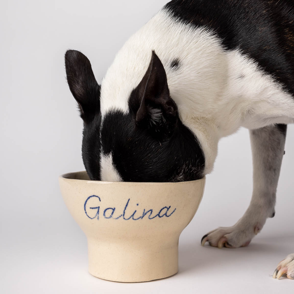 What if your pet’s bowl became a beautiful everyday object?