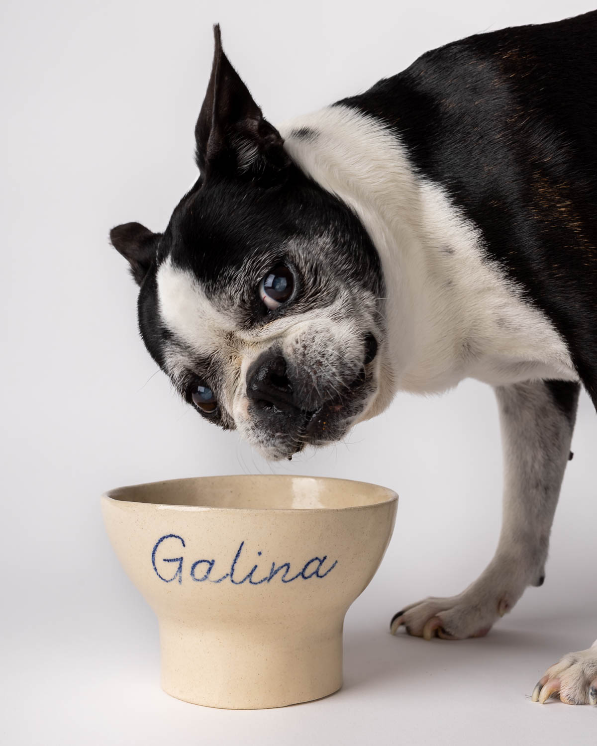 personalized dog cat bowl